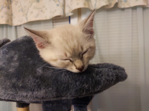 Kitten